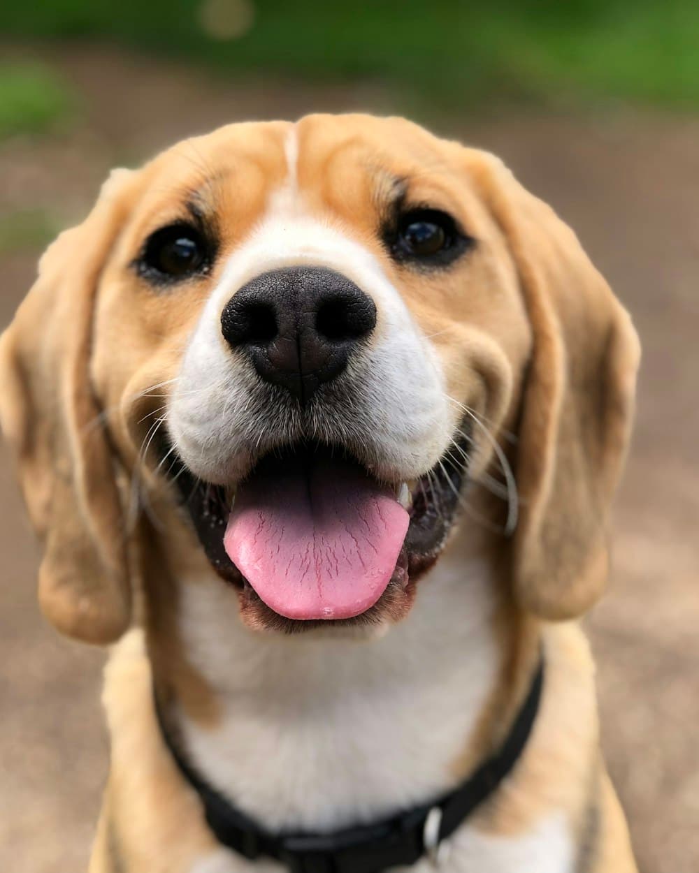 Un beagle zâmbind, gata de masă