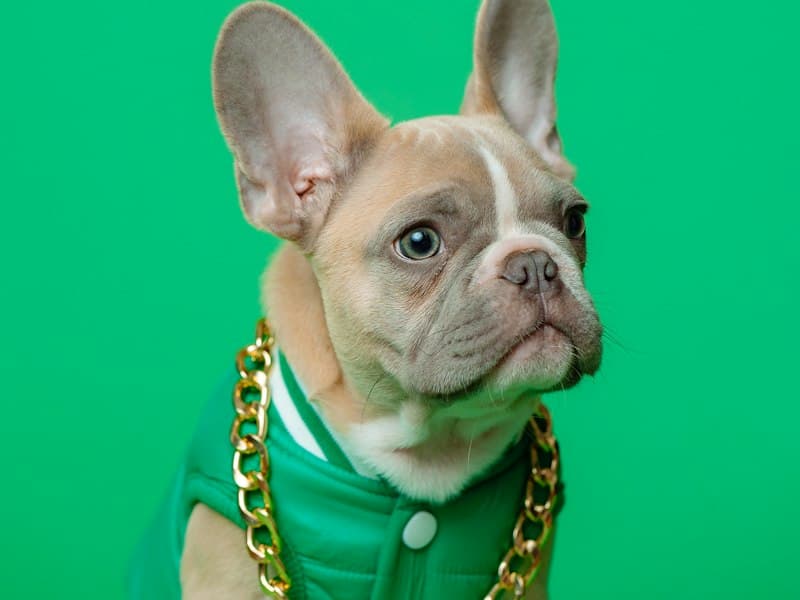 Bruno, un bulldog francez, pe fundal verde